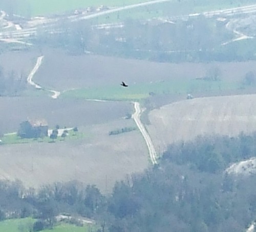 Eagle flying over the Plana de Vic, taken from the Castell de Gurb