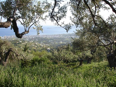 Olive-groves at Castello Rosso, near Genoa