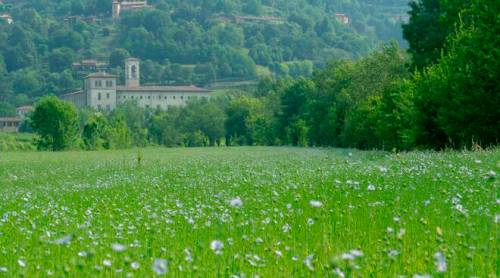 Flax fields near Bergamo