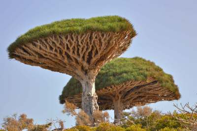 Dragon's blood trees in Sokotra