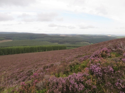 Heather on the hillside of Tap O'Noth hillfort, August 2020